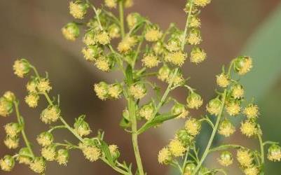 Artemisia annua
